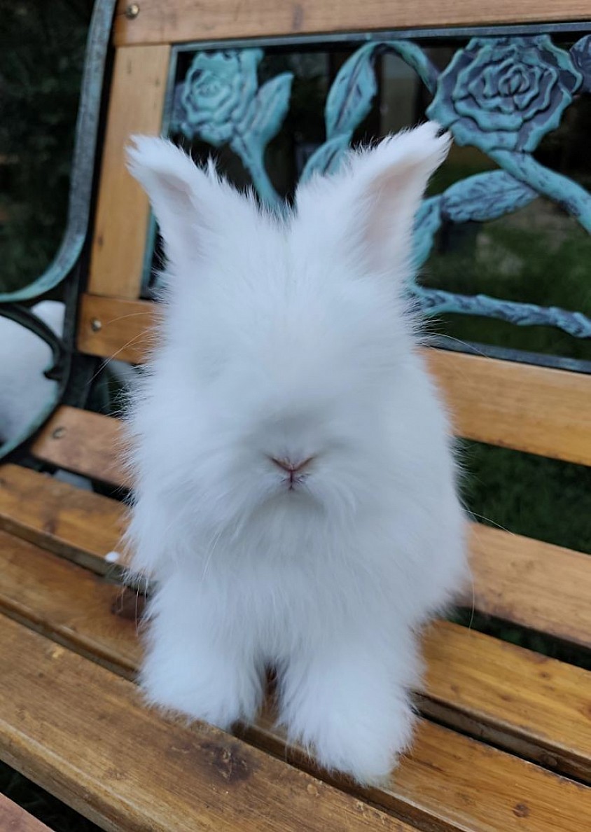 Mâle Full face Blanc yeux bleus DISPONIBLE 180 euros pour compagnie ou 230 euros pour élevage