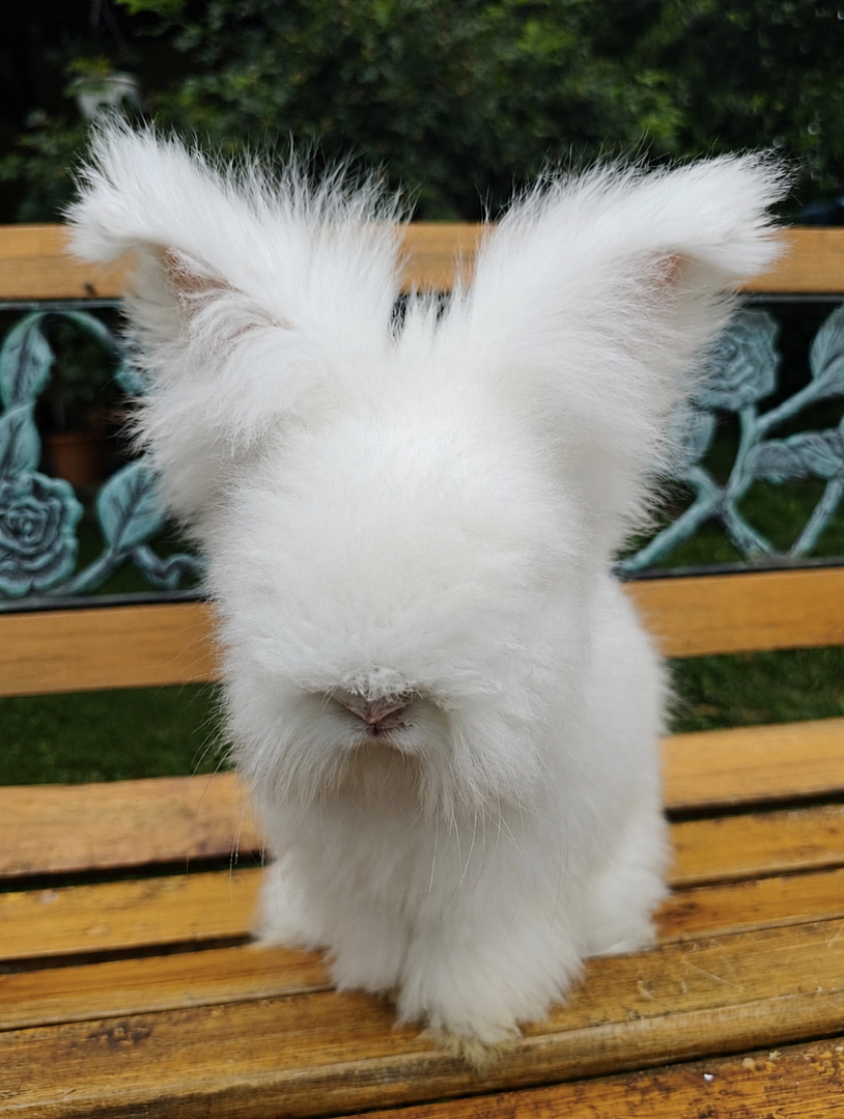 Mâle Blanc yeux bleus Maxi full face DISPONIBLE 180 euros pour compagnie ou 230 pour élevage