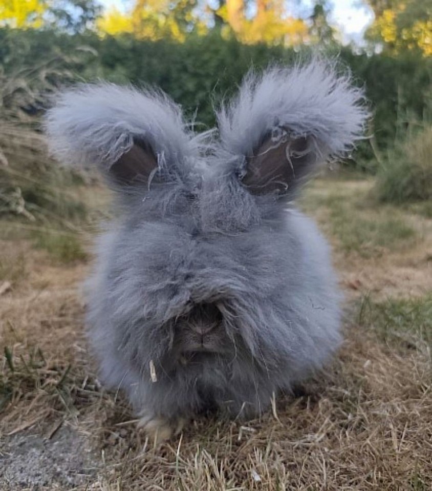 Mâle loutre bleu vienna DISPONIBLE (Vacciné Yurvac)
